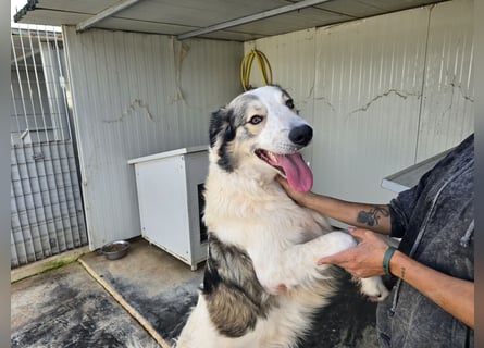 Davide: Traumhund ohne Wenn und Aber