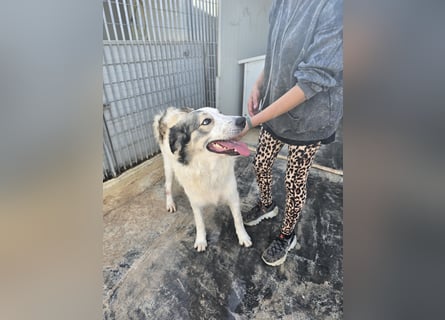 Davide: Traumhund ohne Wenn und Aber