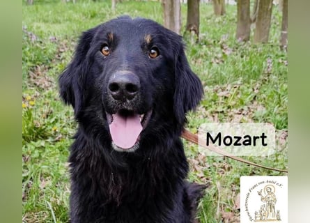 Mozart – mehr Ausstrahlung geht kaum!