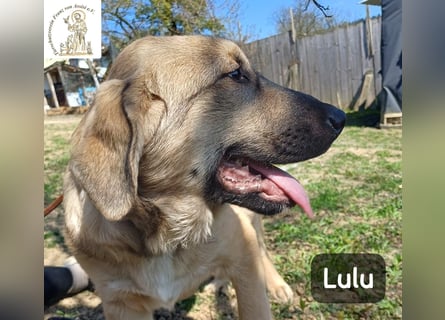 Lulu – kleiner Entdecker auf der Suche nach seinem Team!