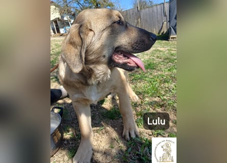 Lulu – kleiner Entdecker auf der Suche nach seinem Team!