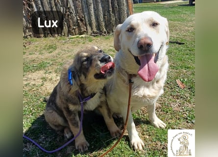 Lux – der kleine Abenteurer auf vier Pfoten!