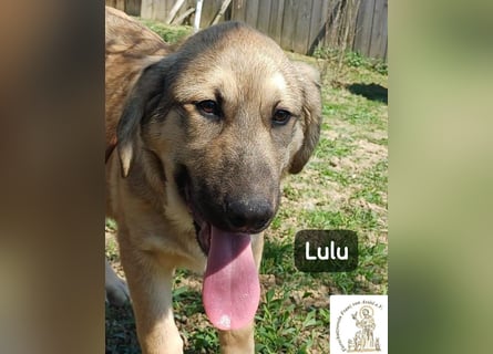 Lulu – kleiner Entdecker auf der Suche nach seinem Team!