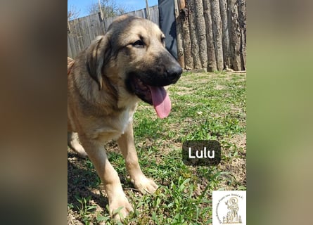 Lulu – kleiner Entdecker auf der Suche nach seinem Team!