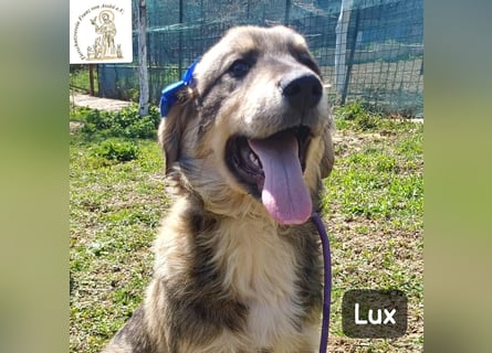 Lux – der kleine Abenteurer auf vier Pfoten!