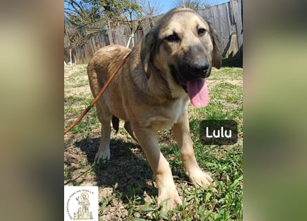 Lulu – kleiner Entdecker auf der Suche nach seinem Team!