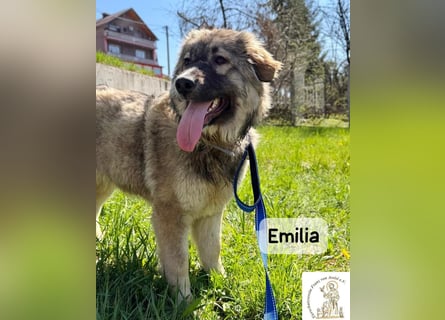 Emilia – mit Klarheit, Herz und Verantwortung durchs Leben!
