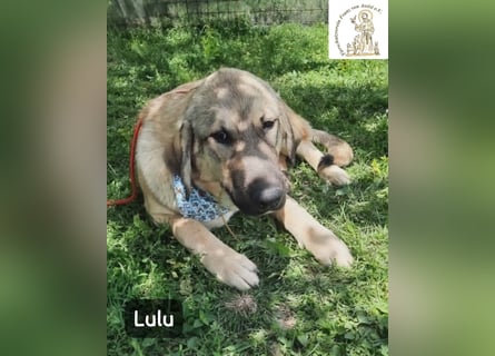 Lulu – kleiner Entdecker auf der Suche nach seinem Team!