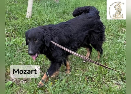 Mozart – mehr Ausstrahlung geht kaum!