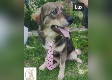 Lux – der kleine Abenteurer auf vier Pfoten!