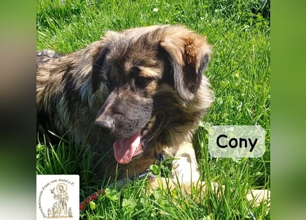Cony – klug, klar, charakterstark!