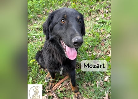 Mozart – mehr Ausstrahlung geht kaum!