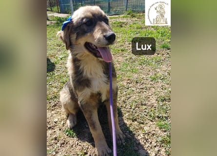 Lux – der kleine Abenteurer auf vier Pfoten!