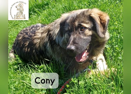 Cony – klug, klar, charakterstark!