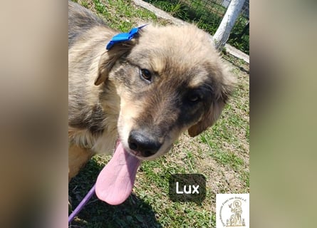 Lux – der kleine Abenteurer auf vier Pfoten!