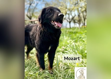 Mozart – mehr Ausstrahlung geht kaum!