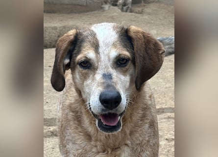 AFRICA - eine absolute Traumhündin!!!