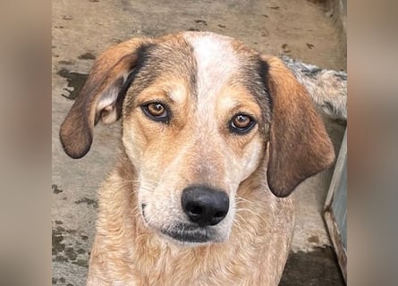 AFRICA - eine absolute Traumhündin!!!