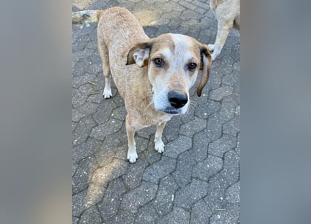 AFRICA - eine absolute Traumhündin!!!