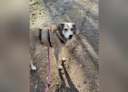 AFRICA - eine absolute Traumhündin!!!