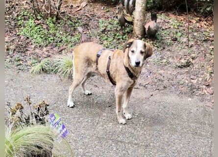 AFRICA - eine absolute Traumhündin!!!