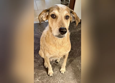 AFRICA - eine absolute Traumhündin!!!