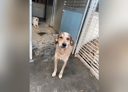 AFRICA - eine absolute Traumhündin!!!