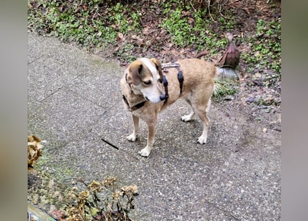 AFRICA - eine absolute Traumhündin!!!