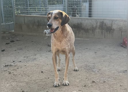 AFRICA - eine absolute Traumhündin!!!