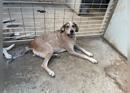 AFRICA - eine absolute Traumhündin!!!