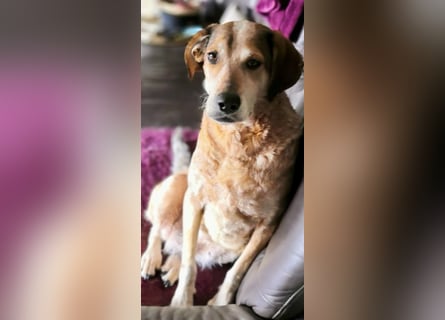 AFRICA - eine absolute Traumhündin!!!