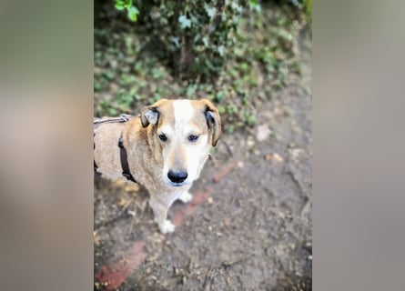 AFRICA - eine absolute Traumhündin!!!