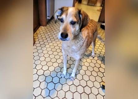 AFRICA - eine absolute Traumhündin!!!