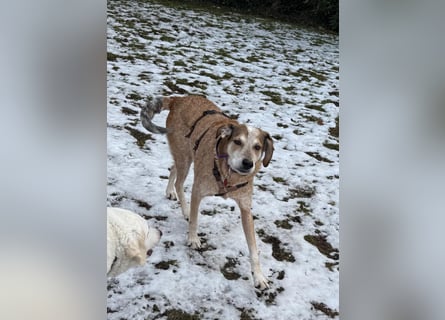 AFRICA - eine absolute Traumhündin!!!