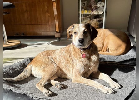 AFRICA - eine absolute Traumhündin!!!