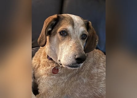 AFRICA - eine absolute Traumhündin!!!