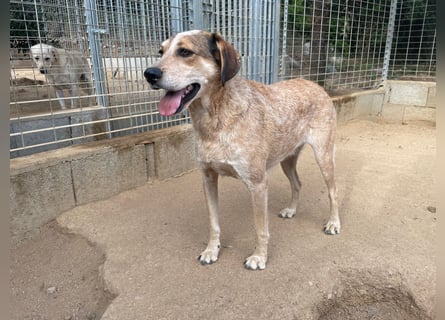 AFRICA - eine absolute Traumhündin!!!