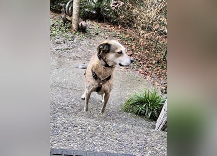 AFRICA - eine absolute Traumhündin!!!