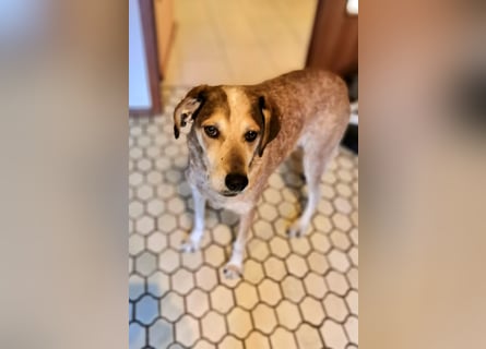 AFRICA - eine absolute Traumhündin!!!