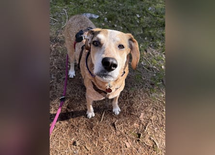 AFRICA - eine absolute Traumhündin!!!