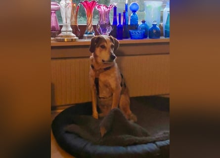 AFRICA - eine absolute Traumhündin!!!