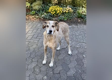 AFRICA - eine absolute Traumhündin!!!