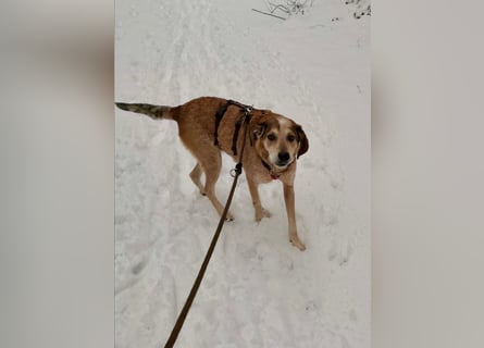 AFRICA - eine absolute Traumhündin!!!