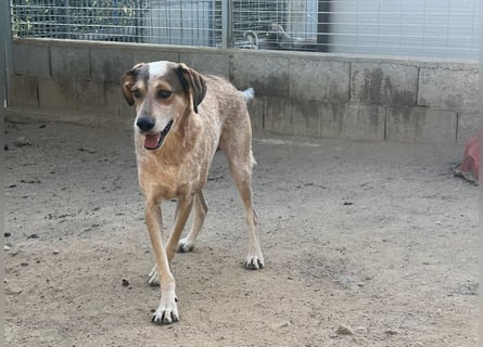 AFRICA - eine absolute Traumhündin!!!