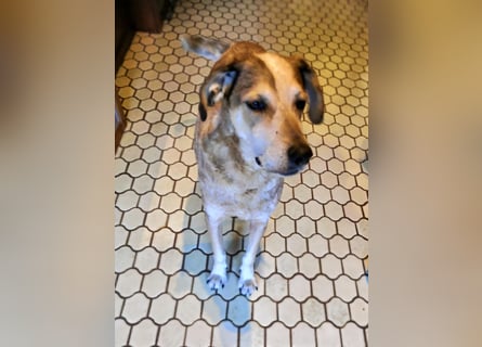 AFRICA - eine absolute Traumhündin!!!