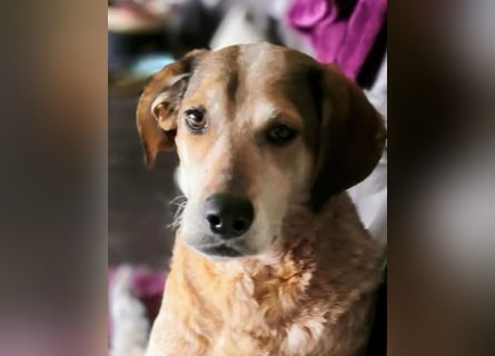 AFRICA - eine absolute Traumhündin!!!