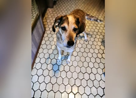 AFRICA - eine absolute Traumhündin!!!