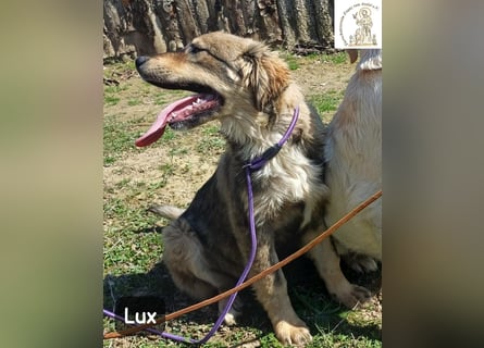 Lux – der kleine Abenteurer auf vier Pfoten!