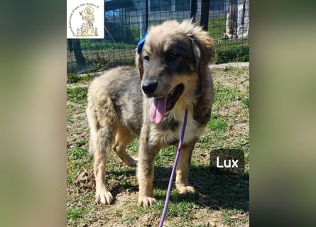 Lux – der kleine Abenteurer auf vier Pfoten!