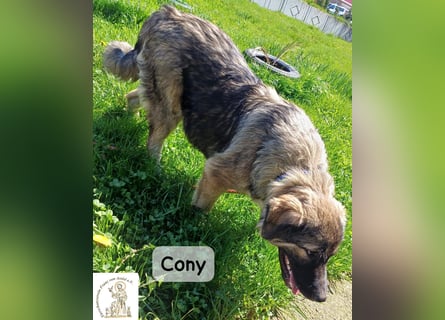 Cony – klug, klar, charakterstark!